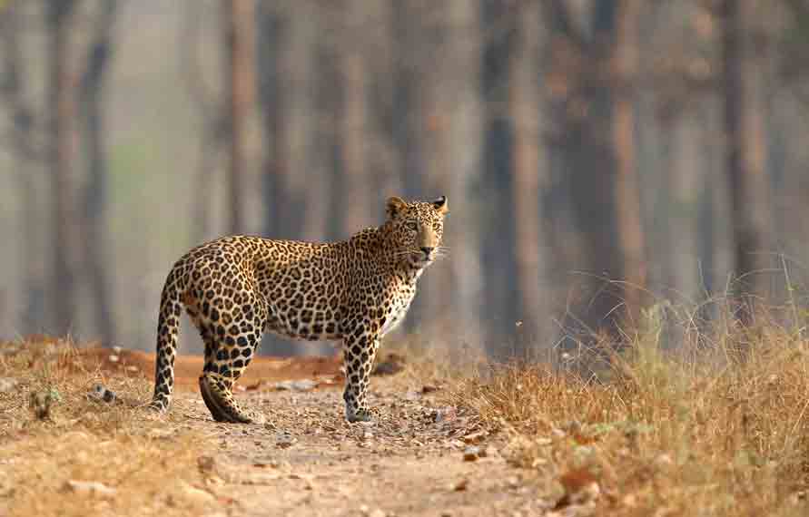 11 Days Wildlife Tour in Central India