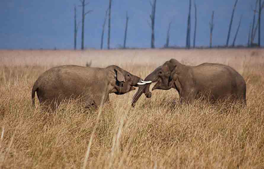 India Elephant Safari Tour â€“ Best Itinerary in Just Few Steps