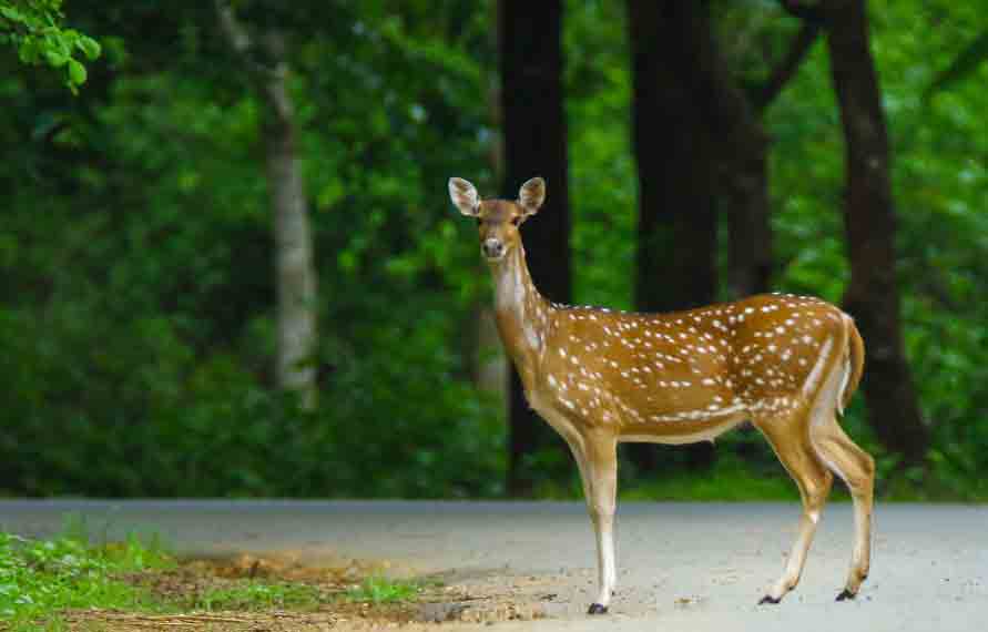West India Wildlife Tour â€“ Find Wildlife Adventure Tours in India
